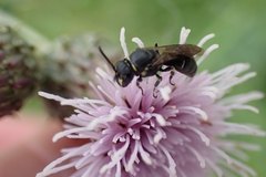 Hylaeus