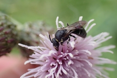 Hylaeus