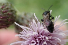 Hylaeus