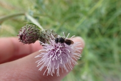 Hylaeus