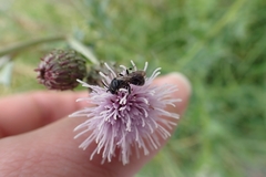 Hylaeus