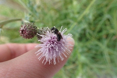 Hylaeus