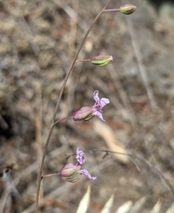 Streptanthus glandulosus hoffmanii