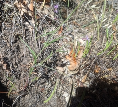 Streptanthus glandulosus hoffmanii