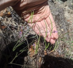 Streptanthus glandulosus hoffmanii