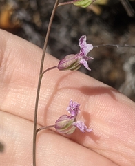 Streptanthus glandulosus hoffmanii