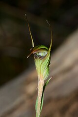 Pterostylis × toveyana