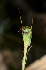 Pterostylis × toveyana