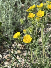 Potentilla bipinnatifida
