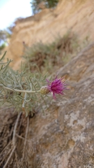 Centaurea akamantis