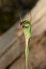 Pterostylis × toveyana