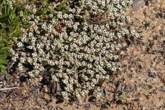 Euphorbia polycarpa polycarpa