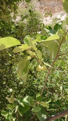 Styrax officinalis