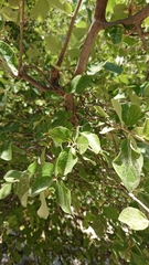 Styrax officinalis