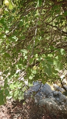 Styrax officinalis