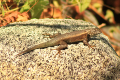 Sceloporus licki