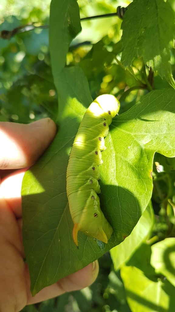 Convolvulus Hawkmoth From Neubiberg Deutschland On July At