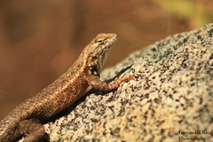 Sceloporus licki