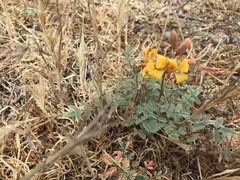 Hoffmannseggia glauca