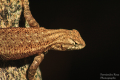 Sceloporus licki