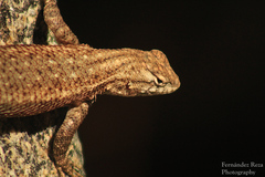 Sceloporus licki