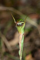 Pterostylis × toveyana