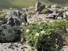 Anemonastrum biarmiense