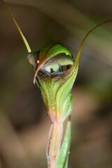 Pterostylis × toveyana
