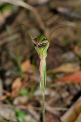 Pterostylis × toveyana
