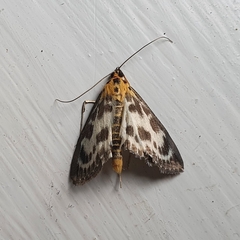 Anania hortulata