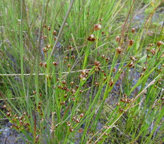 Juncus castaneus castaneus