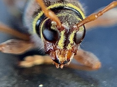 Neoclytus mucronatus