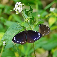 Euploea tulliolus koxinga