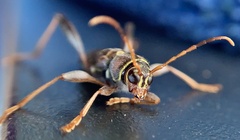 Neoclytus mucronatus
