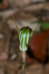 Pterostylis × toveyana