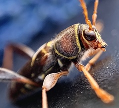 Neoclytus mucronatus
