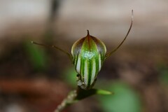 Pterostylis × toveyana