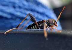 Neoclytus mucronatus