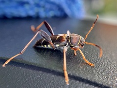 Neoclytus mucronatus