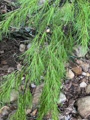 Caustis blakei macrantha