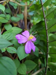 Heterotis rotundifolia