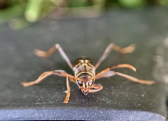 Neoclytus mucronatus