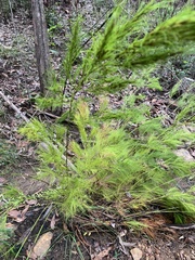 Caustis blakei macrantha