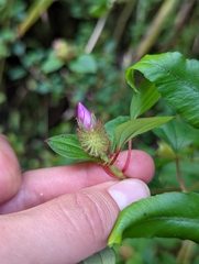 Heterotis rotundifolia
