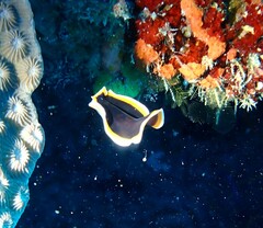 Pseudobiceros hancockanus