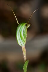 Pterostylis × toveyana