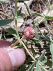 Contarinia zauschneriae