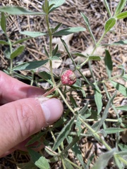 Contarinia zauschneriae