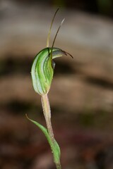 Pterostylis × toveyana