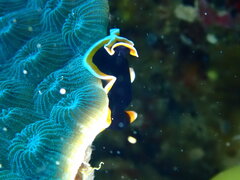 Pseudobiceros hancockanus